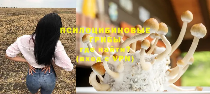 хочу наркоту  Кимры  Галлюциногенные грибы Psilocybine cubensis 